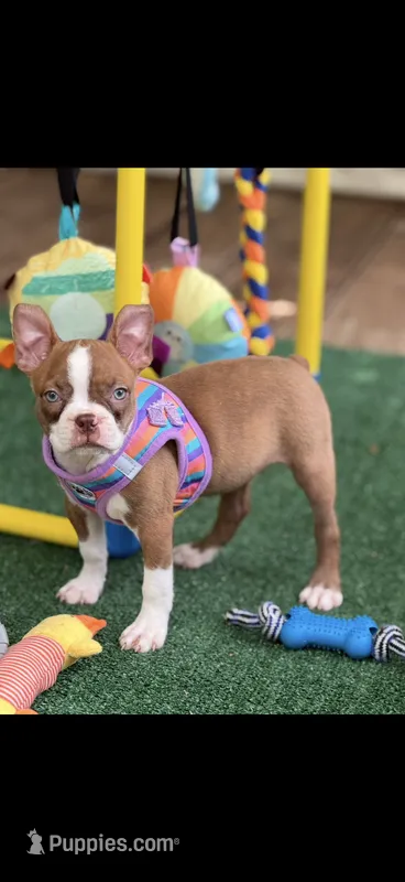 Reese-AKC – Boston Terrier puppy on hold in Konawa, OK