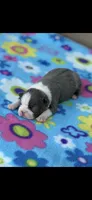 Jasmine-AKC, a female Boston Terrier for sale in Konawa, OK – 5 of 6