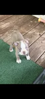 Luke-AKC, a male Boston Terrier for sale in Konawa, OK – 3 of 10