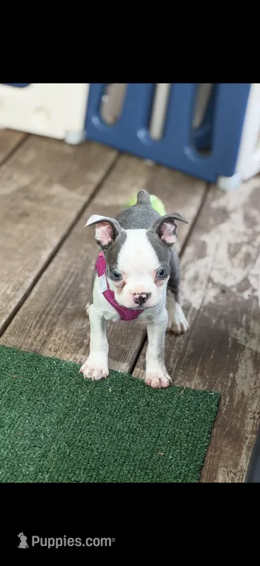 Emma-AKC – Boston Terrier puppy for sale in Konawa, OK