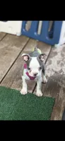 Emma-AKC, a female Boston Terrier for sale in Konawa, OK – 1 of 10