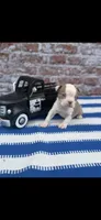 Oliver-AKC, a male Boston Terrier for sale in Konawa, OK – 7 of 7