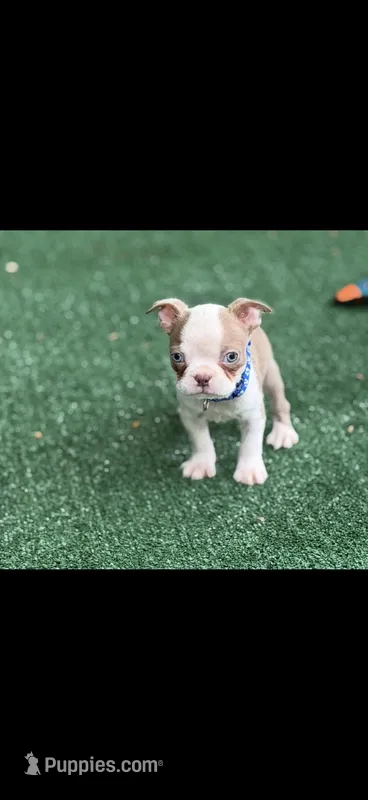 Oliver-AKC – Boston Terrier puppy for sale in Konawa, OK