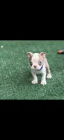 Oliver-AKC, a male Boston Terrier for sale in Konawa, OK – 1 of 7