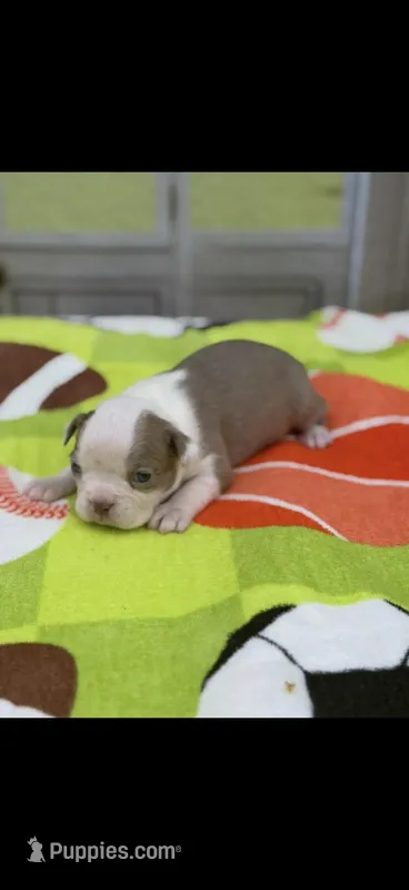 Oliver-AKC – Boston Terrier puppy for sale in Konawa, OK