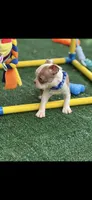 Oliver-AKC, a male Boston Terrier for sale in Konawa, OK – 2 of 7