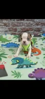 Oliver-AKC, a male Boston Terrier for sale in Konawa, OK – 6 of 7
