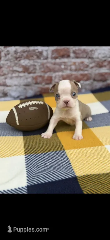 Oliver-AKC – Boston Terrier puppy for sale in Konawa, OK