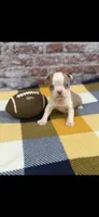 Oliver-AKC, a male Boston Terrier for sale in Konawa, OK – 3 of 7
