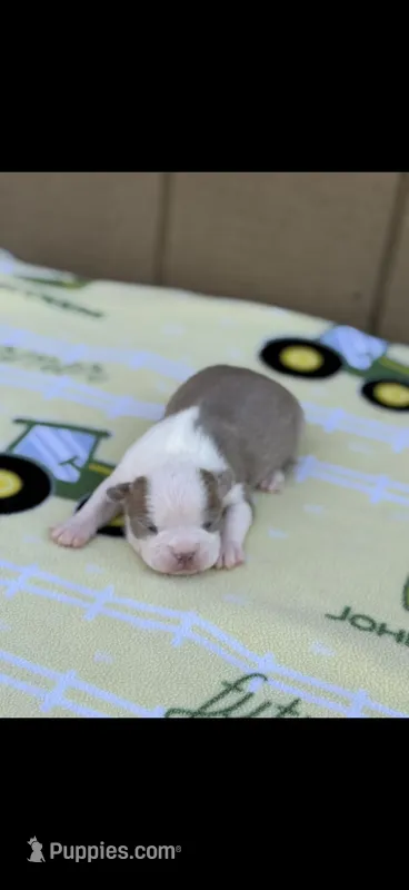 Oliver-AKC – Boston Terrier puppy for sale in Konawa, OK