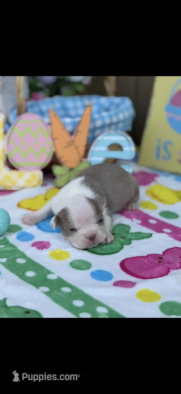 Oliver-AKC – Boston Terrier puppy for sale in Konawa, OK