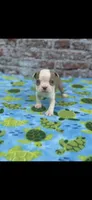 Oliver-AKC, a male Boston Terrier for sale in Konawa, OK – 4 of 7