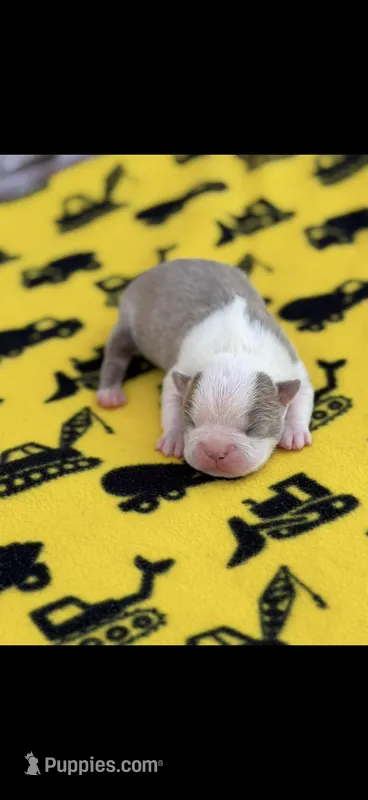 Oliver-AKC – Boston Terrier puppy for sale in Konawa, OK