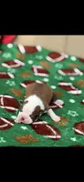 Coco-AKC, a male Boston Terrier for sale in Konawa, OK – 2 of 8
