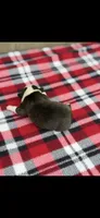 Tyson-AKC, a male Boston Terrier for sale in Konawa, OK – 6 of 7