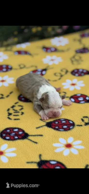 Gracie-AKC – Boston Terrier puppy for sale in Konawa, OK