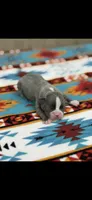 Lane-AKC, a male Boston Terrier for sale in Konawa, OK – 3 of 6