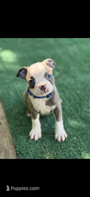 Jesse-AKC – Boston Terrier puppy for sale in Konawa, OK