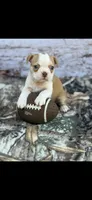 Oliver-AKC, a male Boston Terrier for sale in Konawa, OK – 3 of 10