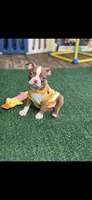 Oakley-AKC, a female Boston Terrier for sale in Konawa, OK – 4 of 10