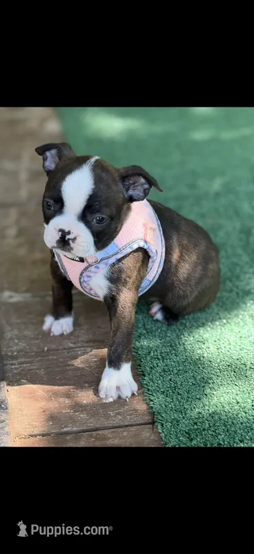 Lainey – Boston Terrier puppy on hold in Konawa, OK