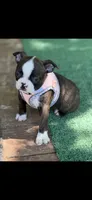 Lainey, a female Boston Terrier for sale in Konawa, OK – 5 of 10