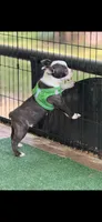 Max-AKC, a male Boston Terrier for sale in Konawa, OK – 6 of 10