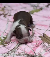 Reba-AKC, a female Boston Terrier for sale in Konawa, OK – 2 of 9
