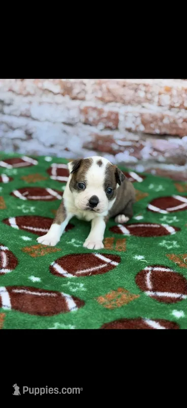 Watson-AKC – Boston Terrier puppy for sale in Konawa, OK