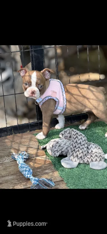 Oakley-AKC – Boston Terrier puppy for sale in Konawa, OK