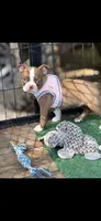 Oakley-AKC, a female Boston Terrier for sale in Konawa, OK – 5 of 10