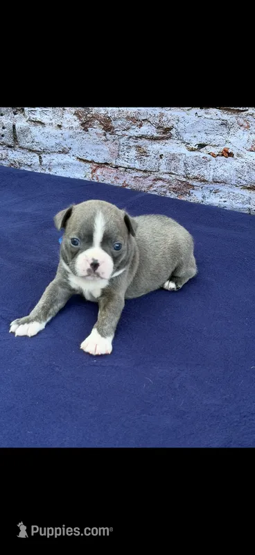 Lane-AKC – Boston Terrier puppy for sale in Konawa, OK