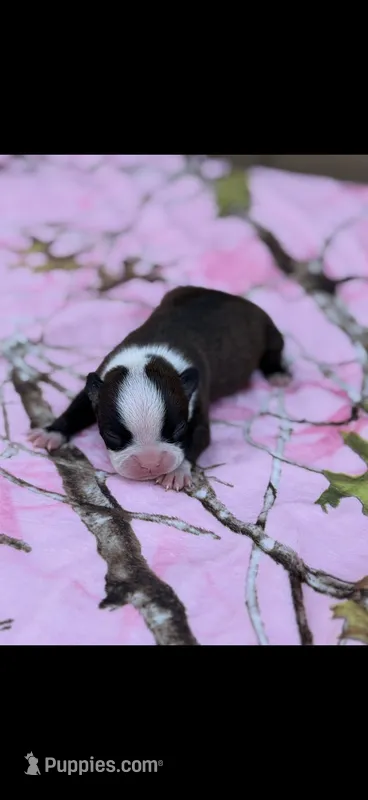 Lainey – Boston Terrier puppy for sale in Konawa, OK