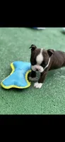 Lainey, a female Boston Terrier for sale in Konawa, OK – 9 of 10