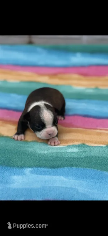 Lainey – Boston Terrier puppy for sale in Konawa, OK