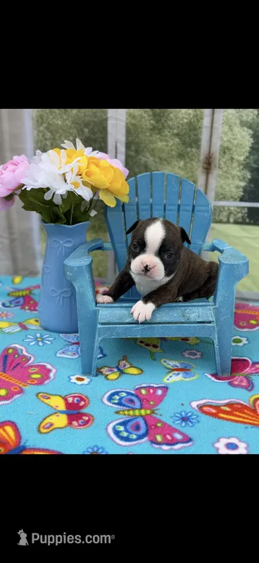 Lainey – Boston Terrier puppy for sale in Konawa, OK