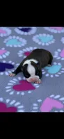 Lainey, a female Boston Terrier for sale in Konawa, OK – Photo 4 of 4