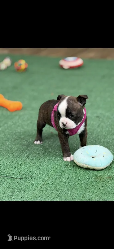 Lainey – Boston Terrier puppy for sale in Konawa, OK
