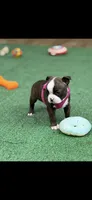 Lainey, a female Boston Terrier for sale in Konawa, OK – 8 of 10