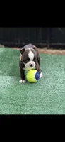 Lainey, a female Boston Terrier for sale in Konawa, OK – 10 of 10