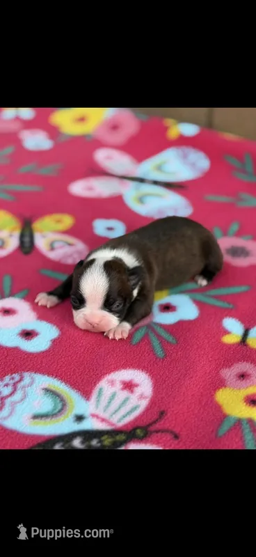Lainey – Boston Terrier puppy for sale in Konawa, OK