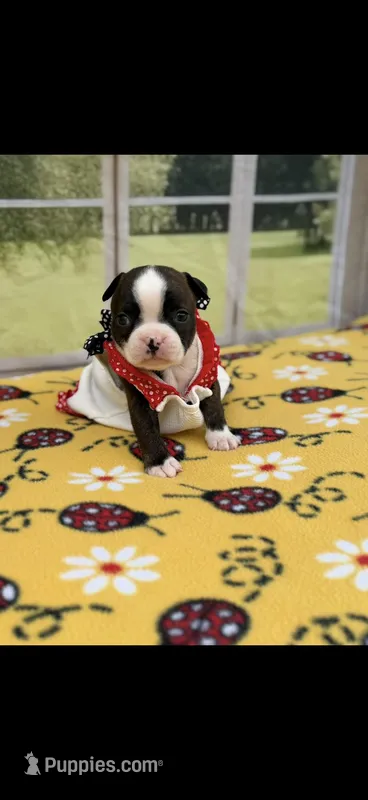 Lainey – Boston Terrier puppy for sale in Konawa, OK