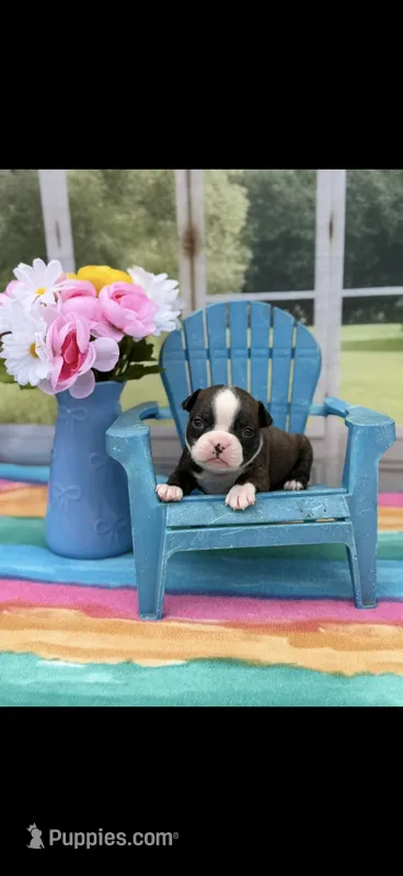 Lainey – Boston Terrier puppy for sale in Konawa, OK