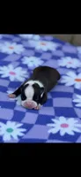 Lainey, a female Boston Terrier for sale in Konawa, OK – Photo 2 of 4