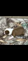 Coco-AKC, a male Boston Terrier for sale in Konawa, OK – 4 of 8