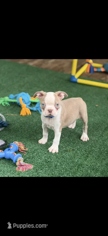 Oliver-AKC – Boston Terrier puppy for sale in Konawa, OK