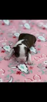 Reba-AKC, a female Boston Terrier for sale in Konawa, OK – 4 of 9