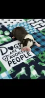 Jace-AKC, a male Boston Terrier for sale in Konawa, OK – 6 of 8