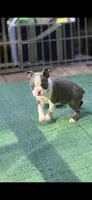 Avery-AKC, a female Boston Terrier for sale in Konawa, OK – 6 of 8