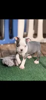 Gus-AKC, a male Boston Terrier for sale in Konawa, OK – 2 of 10